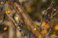 2026年 キクイタダキ 12