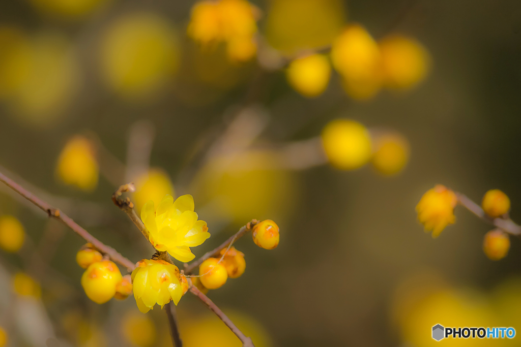 2026年 徐福館に咲く蝋梅 6