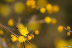 2026年 徐福館に咲く蝋梅 6