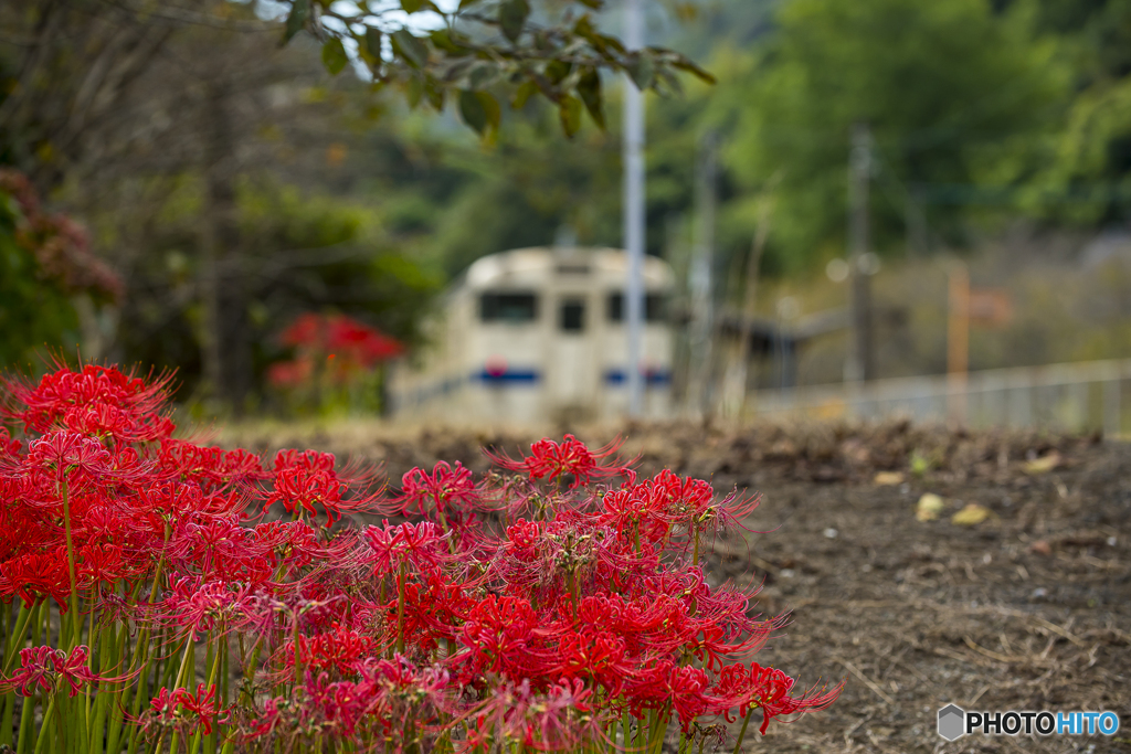 採銅所駅 彼岸花
