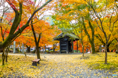2024年 秋月城跡の紅葉 ７