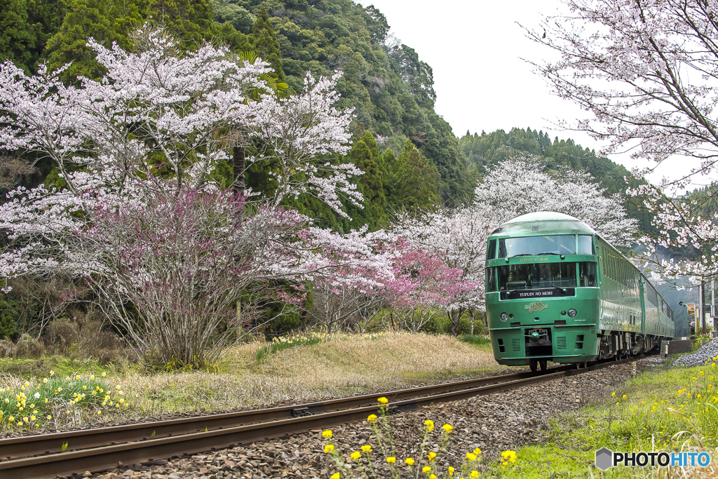 桜列車２