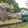 桜列車２