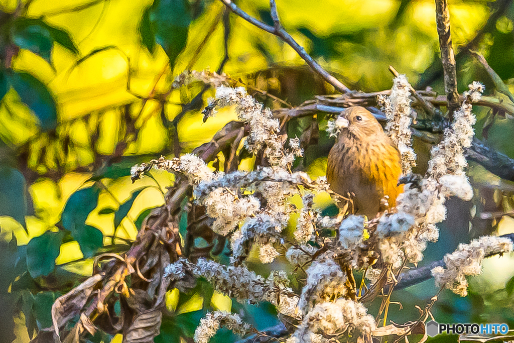 2026年 ベニマシコ 4