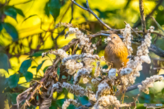 2026年 ベニマシコ 4