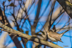 2026年 ニシオジロビタキ 3