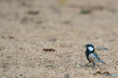 2026年..石橋文化センター散策 20