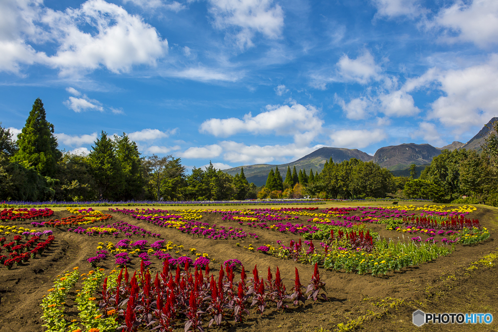 Kuju Flower Park４