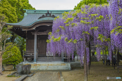 2025年 上高場の大藤 １