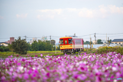 甘鉄 コスモス列車 ２