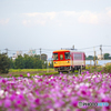 甘鉄 コスモス列車 ２
