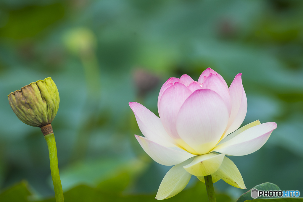 唐比蓮園 ７