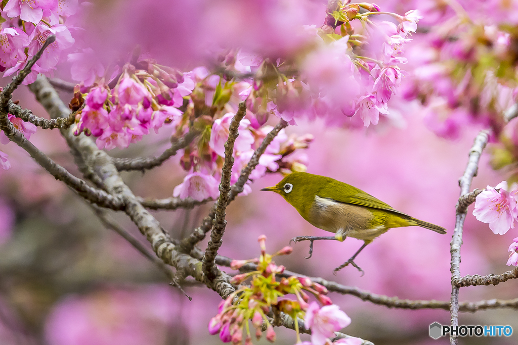 川津桜とメジロ６