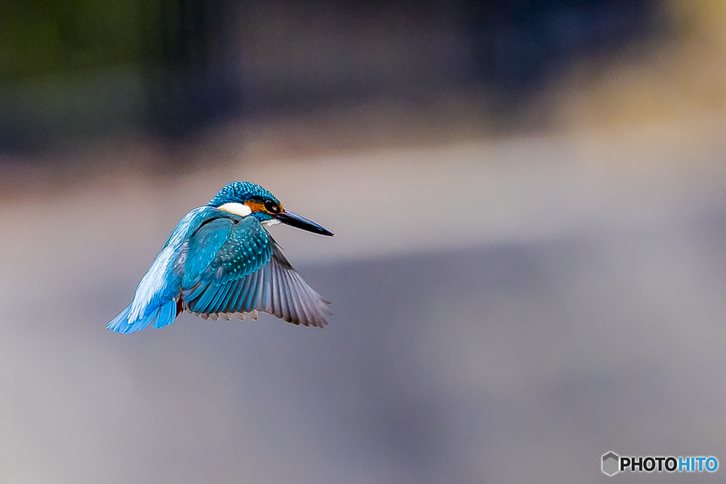公園のカワセミ３１