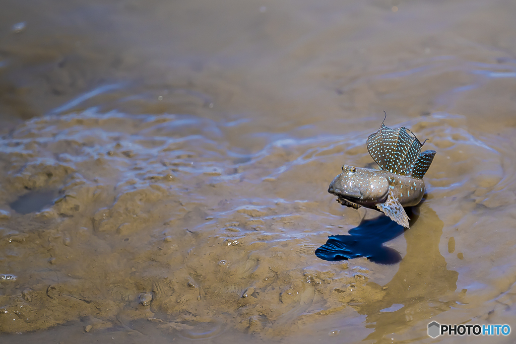 干潟の人気者 ６