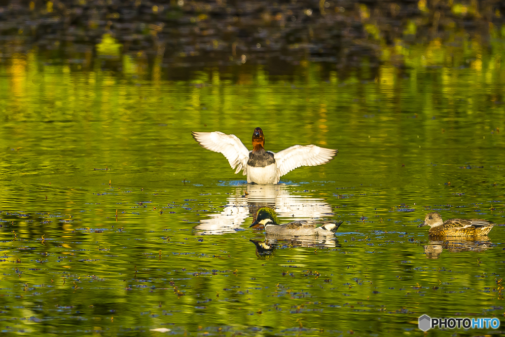 2025年 池の住人達　6
