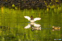 2025年 池の住人達　6