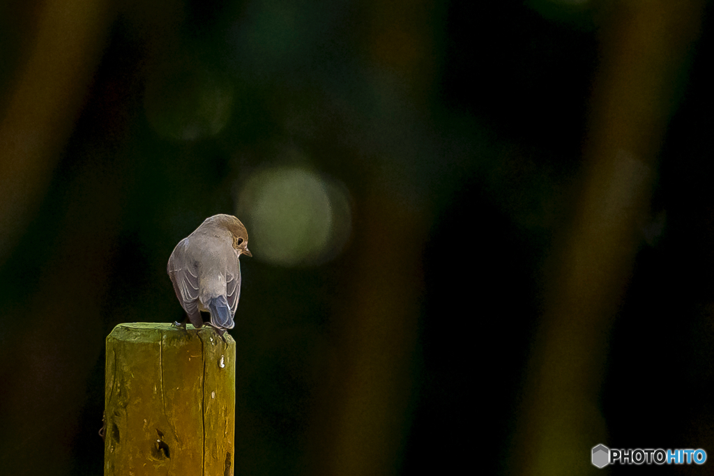 2026年 ニシオジロビタキ 5