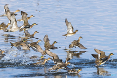 2025年 調整池のトモエガモ 9