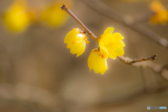 2026年 徐福館に咲く蝋梅 8