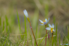 2025年 金立公園に咲く花 2 2025年 金立公園に咲く花 2