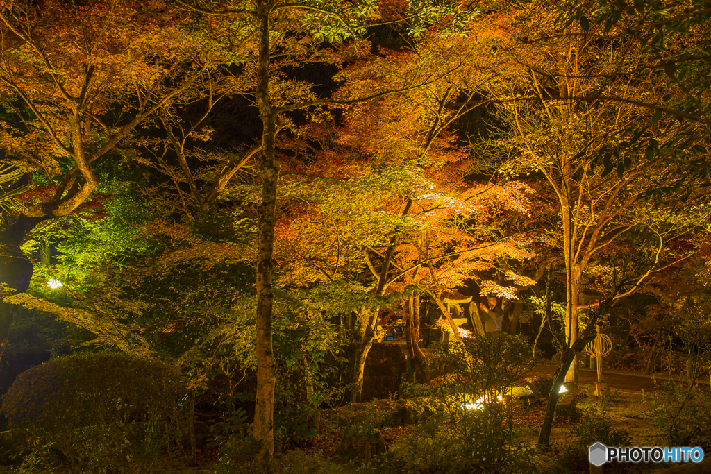 宝生寺の紅葉ライトアアプ　４