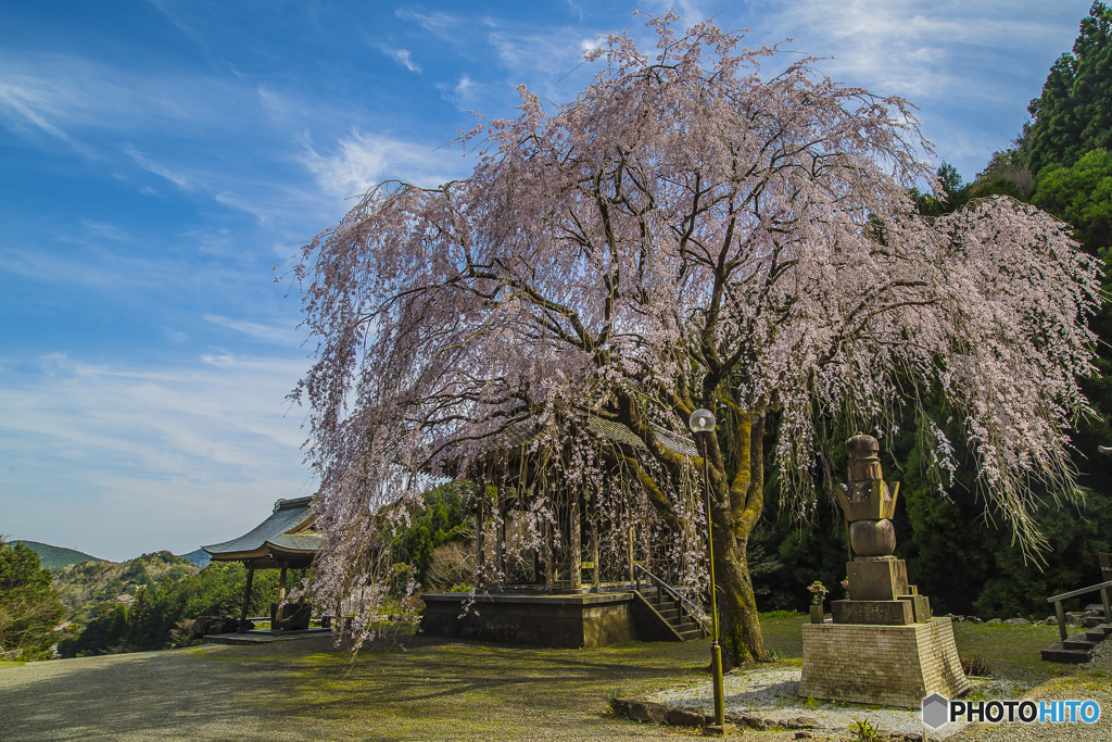 2025年 實相院のしだれ桜 １