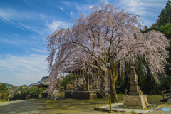 2025年 實相院のしだれ桜 １