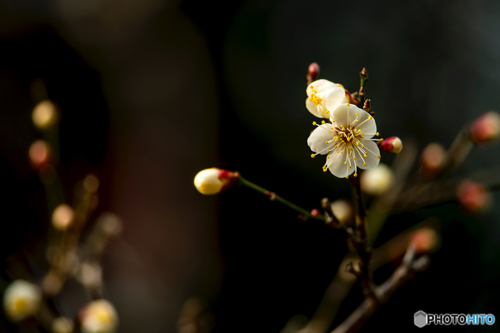 2026年 石橋文化センター散策 11