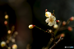 2026年 石橋文化センター散策 11