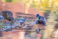 公園散策 マガモ８