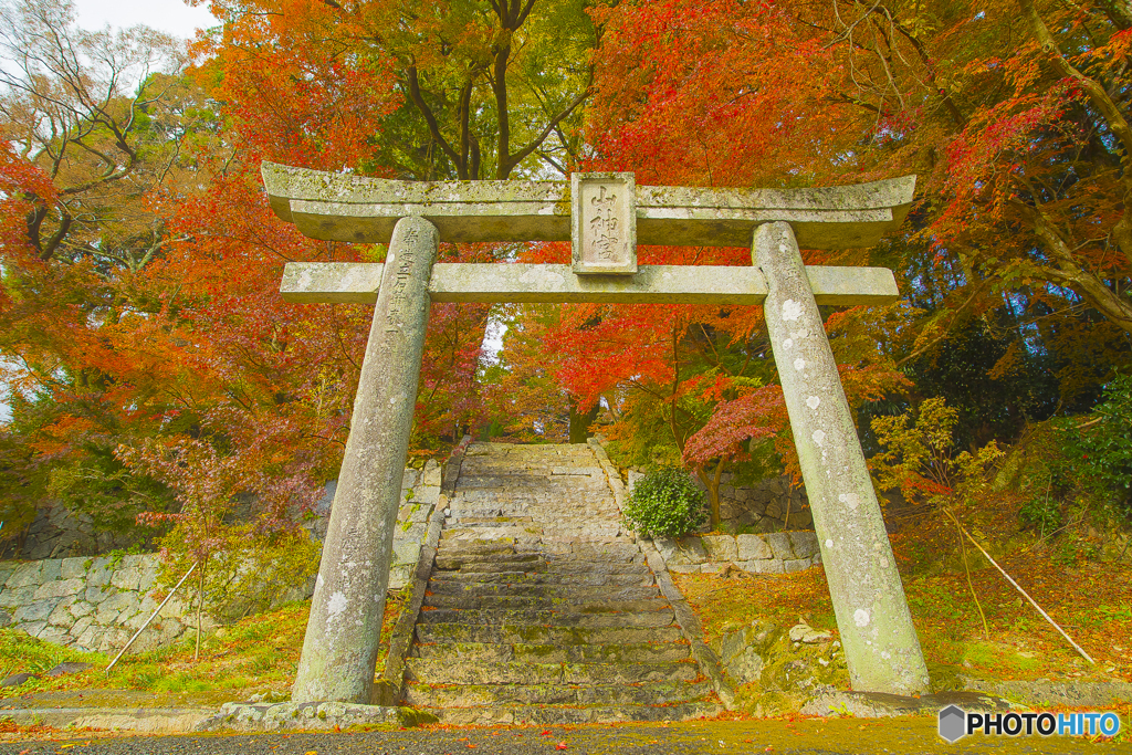 2025年 大山祇神社の紅葉 7