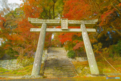 2025年 大山祇神社の紅葉 7