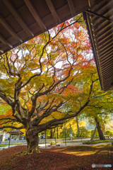 雷山千如寺大悲王院の紅葉 ５