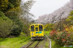 桜列車１６