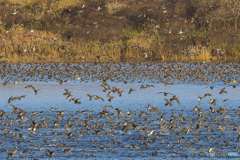 2025年 調整池のトモエガモ 6