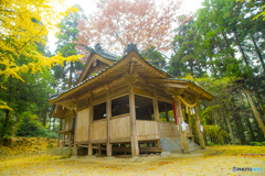 2025年 大山祇神社の紅葉 6
