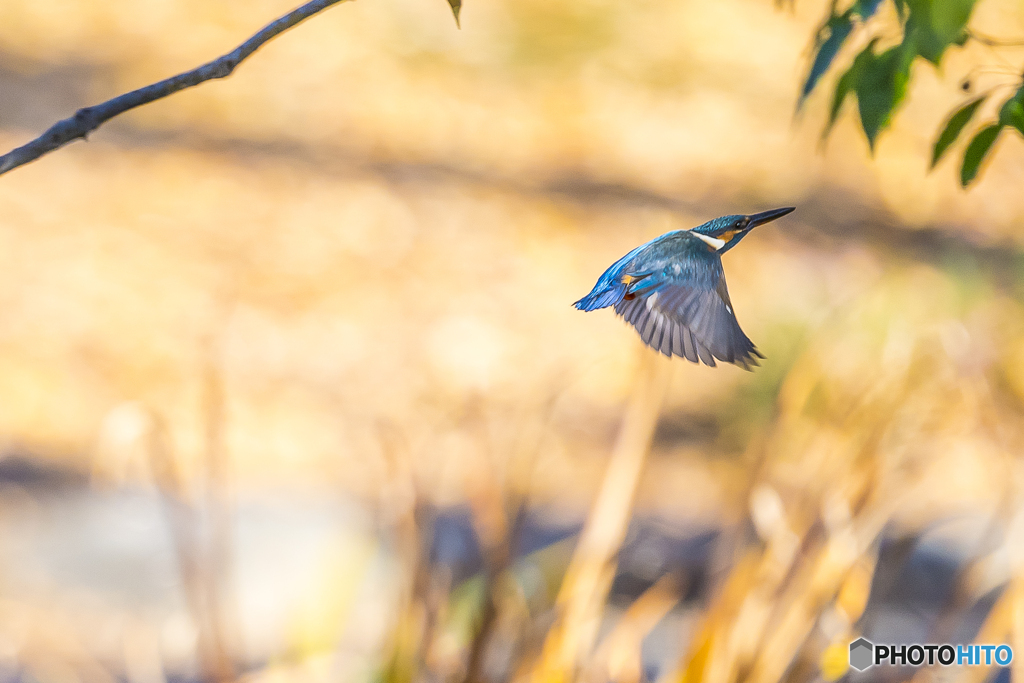 公園散策 カワセミ２