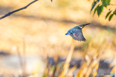 公園散策 カワセミ２