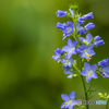 野草園に咲く花々 １