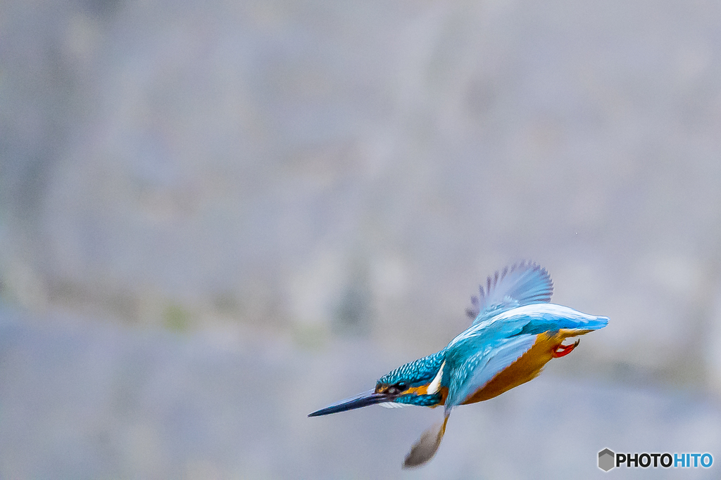 公園のカワセミ４９
