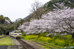 桜列車１８