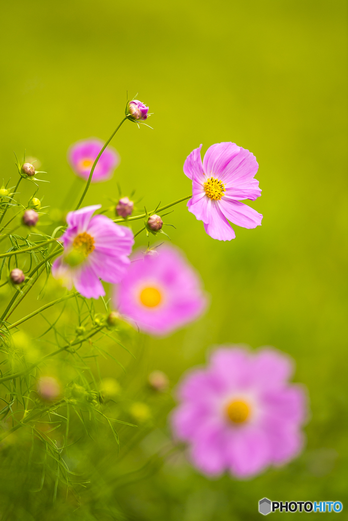 ヒゴタイ公園のコスモス２