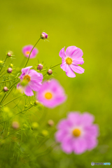 ヒゴタイ公園のコスモス２