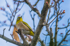 2026年 石橋文化センター散策 3
