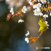 公園のメジロ３