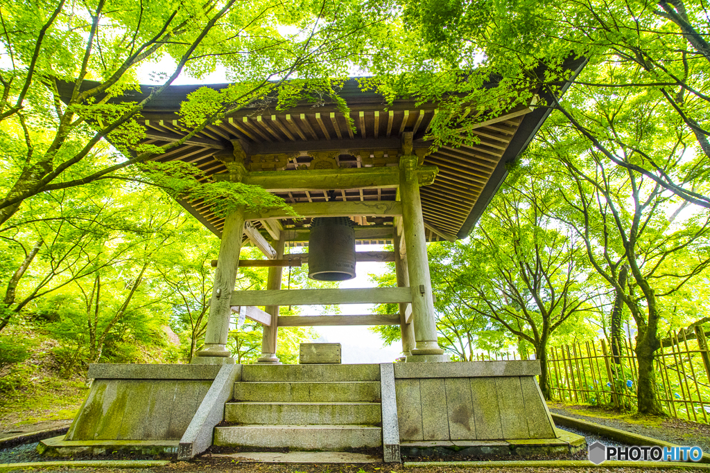 呑山観音寺の紫陽花 ５