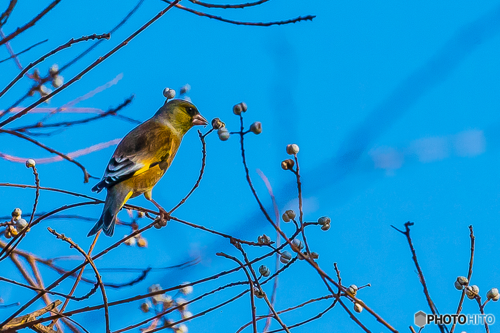 2026年 カワラヒワ 3