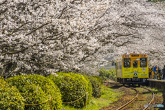2025年 桜列車（松浦鉄道）１