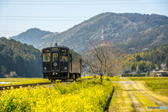 2025年 菜の花列車（平成筑豊） １